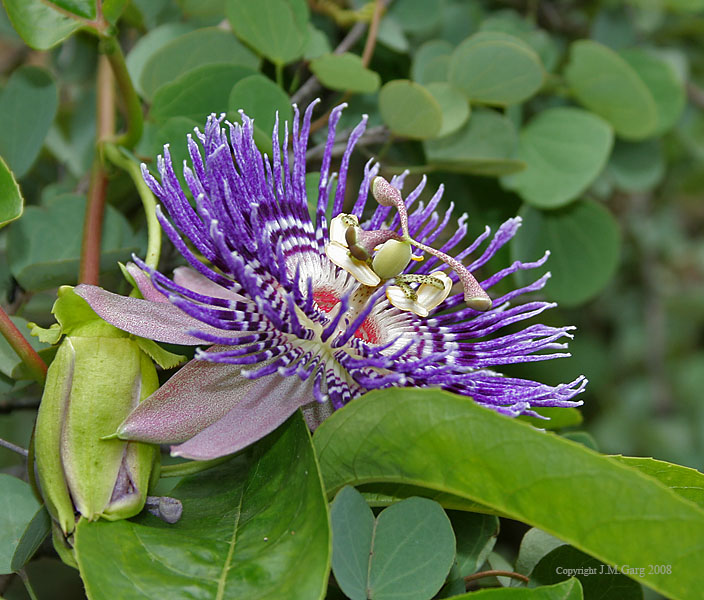 Scarlett Johansson porno Katta yigit oriq qizni sikadi